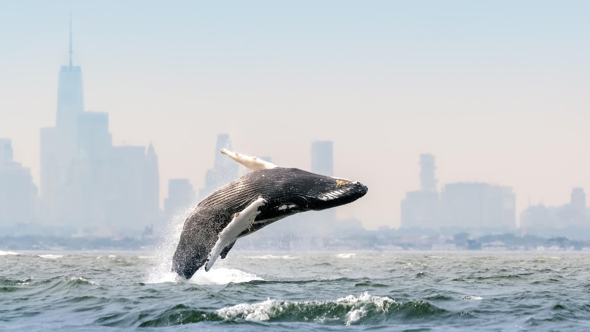 Blue Planet III waxay daaha ka qaadaysaa sawirro aan dhammaystirnayn si ay u caddayso sax ahaanshaha