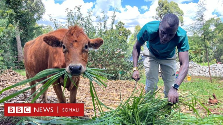 Qowsaar markii dambe gaaray in uu qaado orodka olombikada