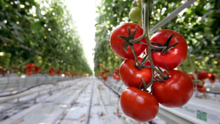 Jowhar oo laga billaabay mashruuc beero Greenhouse ah