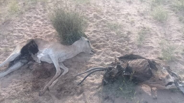 Deegaano ka tirsan Awdal oo duurjoogta ay haraad ugu dhimanayaan