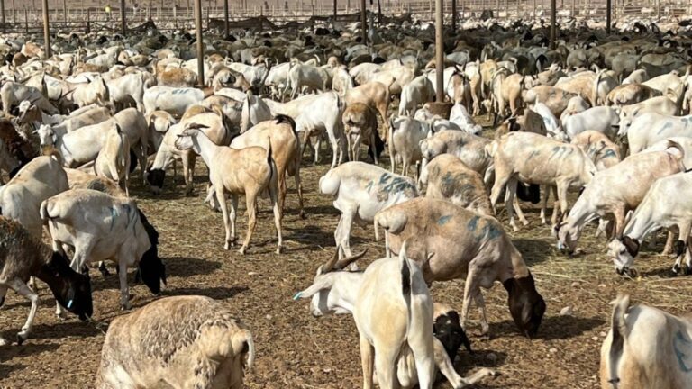 Xoolo dhaqatada Kenya oo ka walaacsan daryeel xumo raagtay