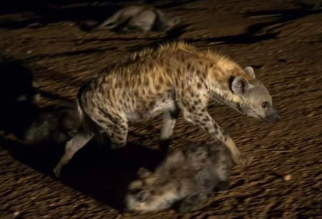 Two boys injured in separate hyena attacks in Ethiopia’s Somali region