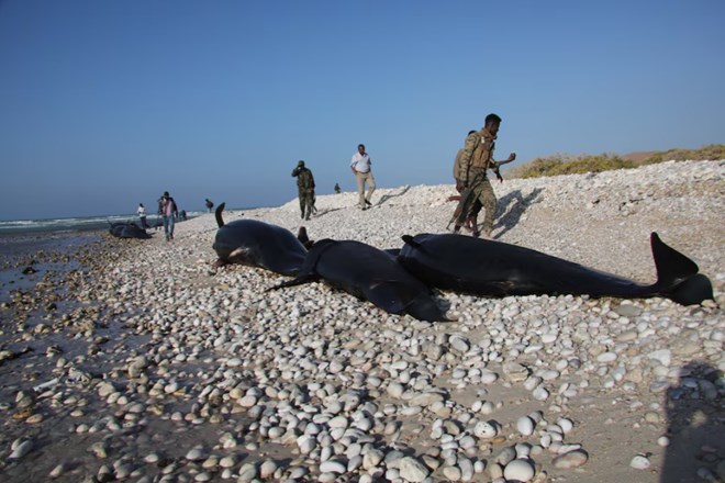 More than 100 dead dolphins found on Somali coast, cause a mystery