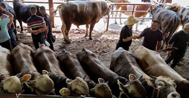 China’s livestock import ban poses economic challenges for Somalia
