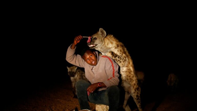 Waraabe dad ku dhaawacay Puntland