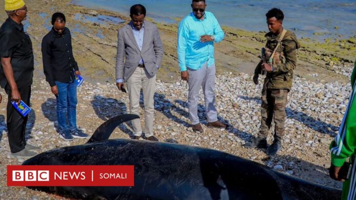 Hal sabab oo la sheegay inaysan u dhiman Homboboradii ku soo caariday xeebaha magaalada Boosaaso
