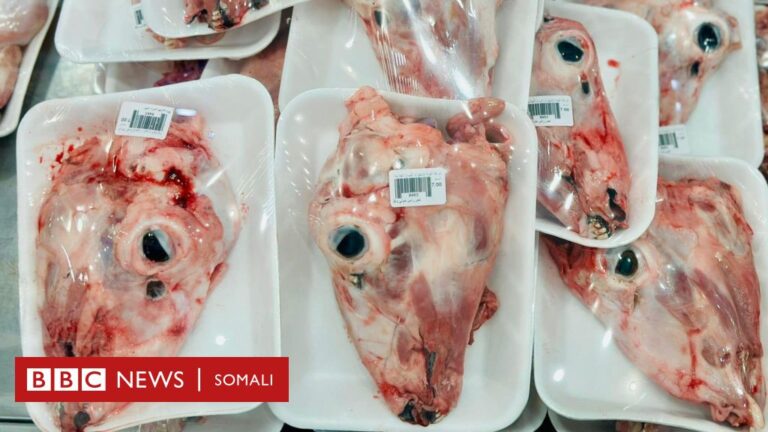 Maxaa kajira in Muqdisho laga dejiyay ‘madax ari’ oo laga keenay dalka dibaddiisa?