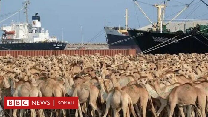Maxay tahay sababta ay Somaliland ay shatiga ugala noqotay ganacsade ajinabi ah oo Xoolaha Dhoofiya? 