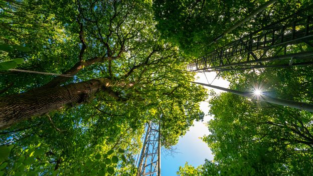 Trees might not be acting in the way we thought – this forest fitted with pipes can tell us why