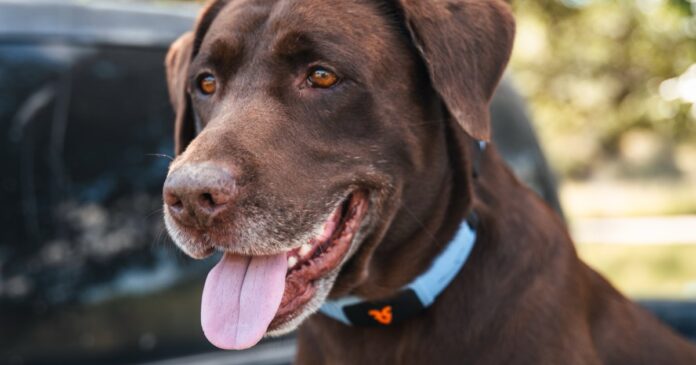 I watched an AI collar make a dog talk, and
