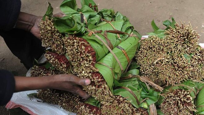 Kenyan khat farmers halt exports to Somalia, demand higher prices