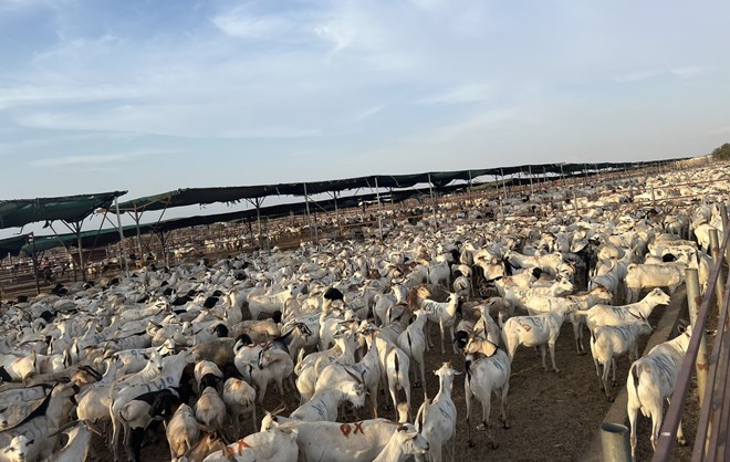 Somaliland shuts down key livestock facility over export deal with Somalia