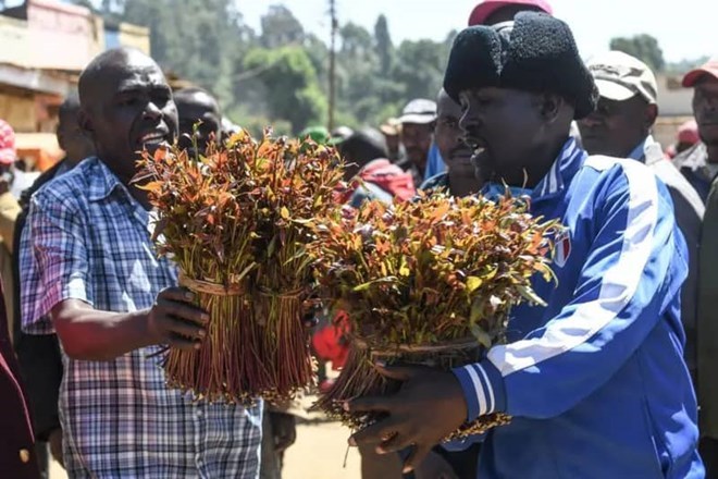 Mandheera elders ban khat, deny marriage and funeral rights to users