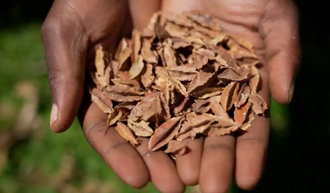 Farmers’ lawsuit targets ban on sharing seeds in Kenya