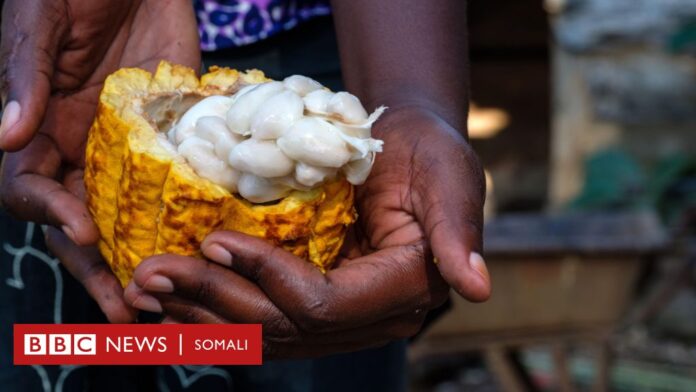 Dagaalka Ganacsi ee Maraykanka iyo Shiinaha: Sidee ayuu u saamaynayaa Afrika?