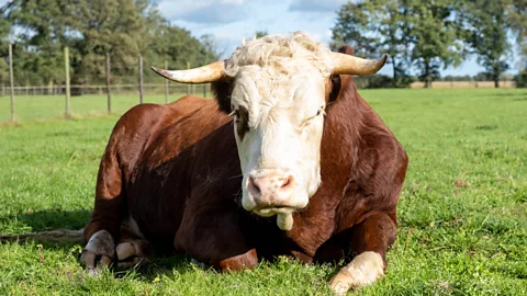 Henk van de Ven/ Leonie Cornips A brown and white cow with horns lies in a field of grass (Credit: Henk van de Ven/Leonie Cornips)