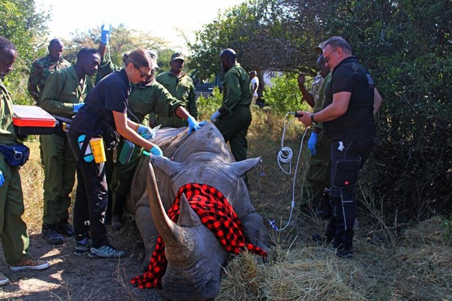 Kenya launches wildlife restocking project to boost coastal tourism