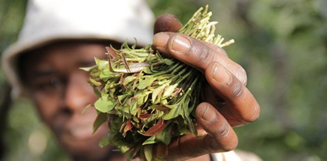 Kenya’s agriculture minister targets miraa cartels over farmer exploitation