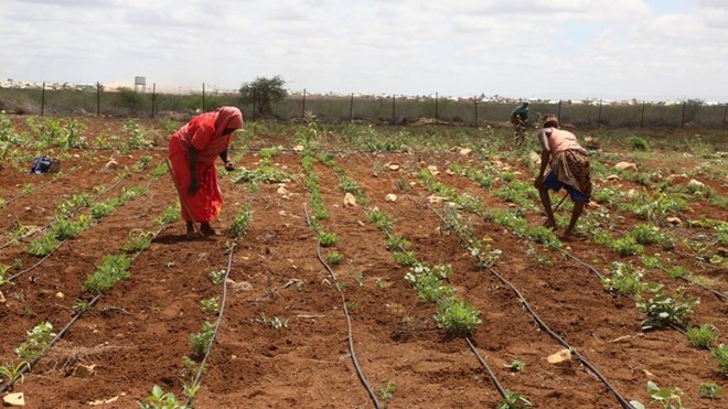Al-Shabaab launches attack near Baidoa, warns farmers to stay away from fields
