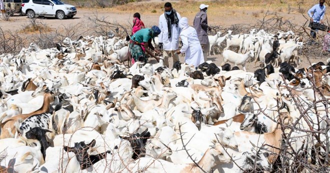 Over 600,000 livestock to be targeted in a free mass vaccination campaign