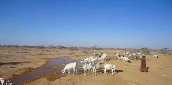Drought in Bari region forces pastoralists to migrate or stay as livestock die in their village