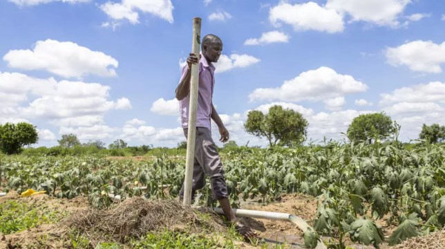 Can cash handouts replace aid? Kenya offers some answers
