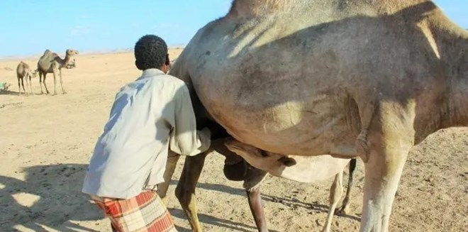 Urban camel rearing proves lucrative for drought-stressed pastoralists in central Somalia