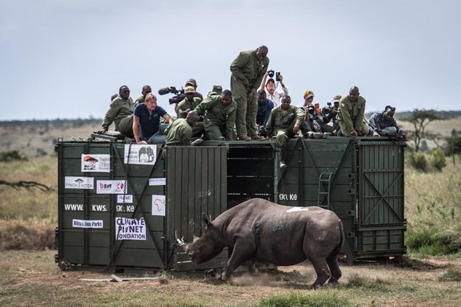 Kenya begins translocation of black rhinos to boost conservation of iconic species