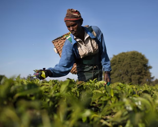 Kenya tells tea factories to cut ties with Rainforest Alliance due to costs